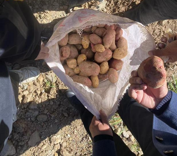 乡城县定波乡白兰斗村试种17亩高山红心土豆获得好丰收