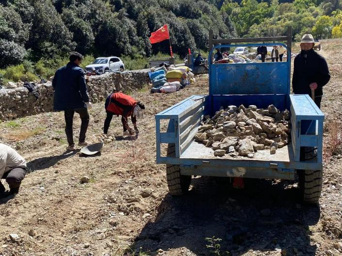 乡城县定波乡白兰斗村试种17亩高山红心土豆获得好丰收